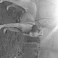 واگذاریی سگ سرابی 18 ماهه