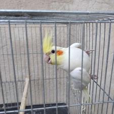 پرنده فروش عروس دستی باشه