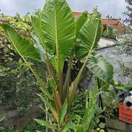 گل بابا آدم تنه قرمز وسبز