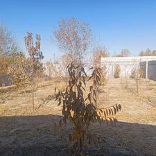 باغچه 500 متری چهاردیواری فلاورجان