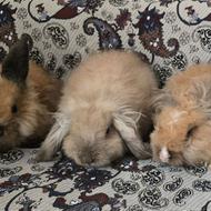 خرگوش لوپ لوپی