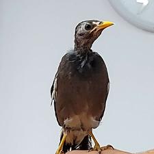 مرغ مینا،،،