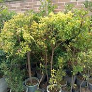 گل شمشاد طلایی وسبز شمشاد نعنایی نایلکس ریشه پرس