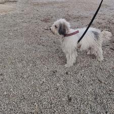 سگ نژاد اشپیتز واگذاری