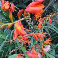 انواع گل عقاقی سیکاس نشایی آمارلیس ختمی