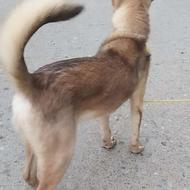 واگذاری سگ سرابی اصیل