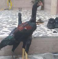 یک عدد خروس لاری