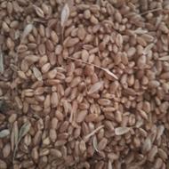 گندوم پیشکام