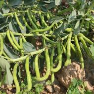 باقالی بذری پربار به شرط،