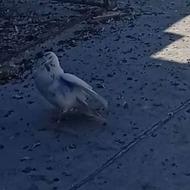 کبوتر رفتنی