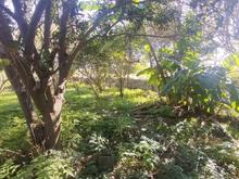 فروش زمین مسکونی 370 متر در جاده اوجی آباد در شیپور