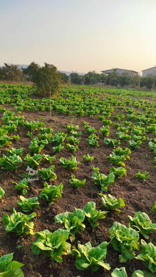 فروش کاهو تمیز