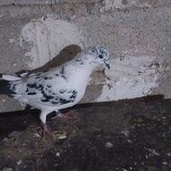 کبوتر پرشی به شرط