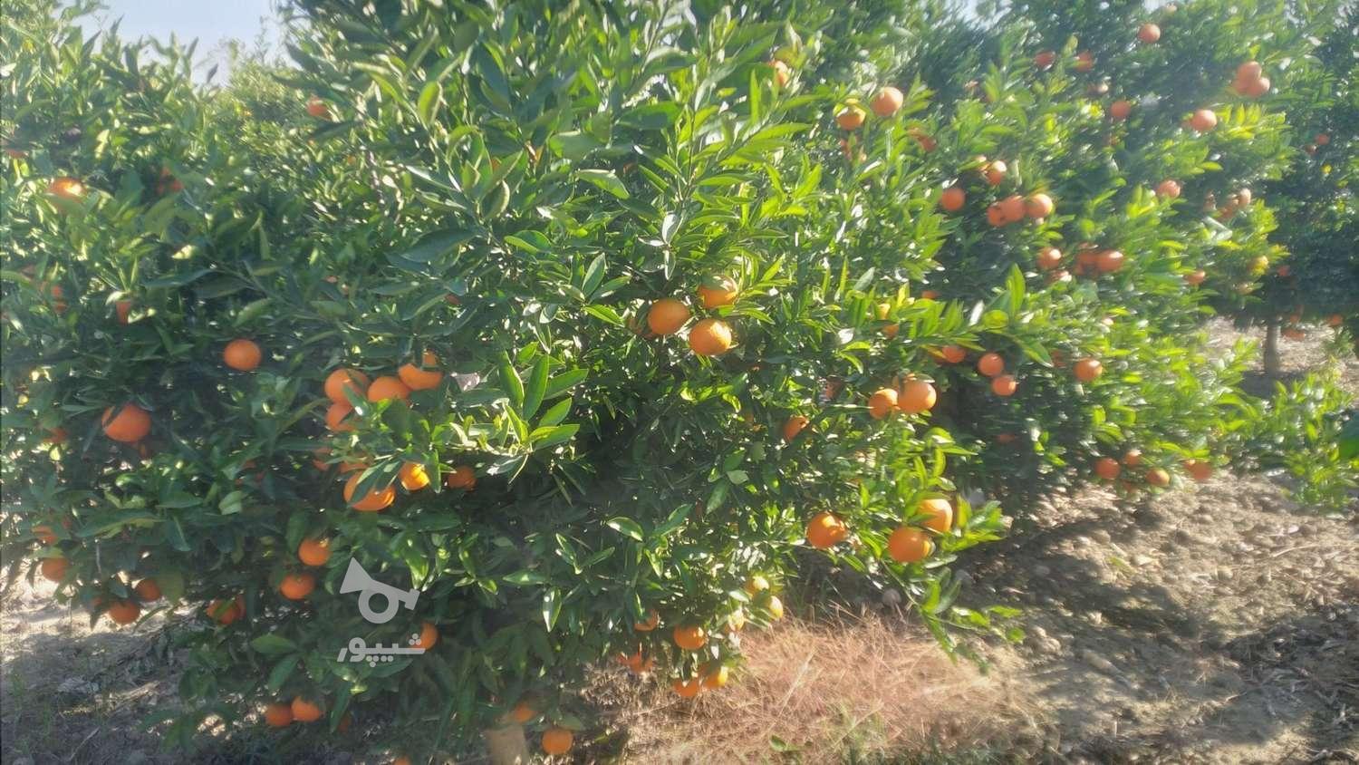 مرکبات پچ و نارنگی