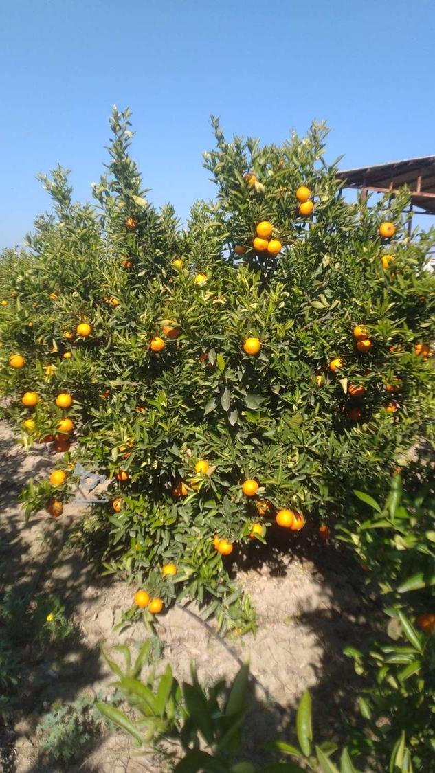 مرکبات پچ و نارنگی