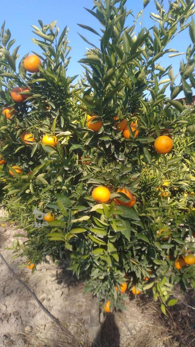 مرکبات پچ و نارنگی