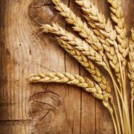 خریدارگندم