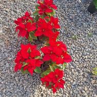 فروش شمعدانی عمده