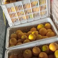 فروش پرتقال تمیز صادراتی درجه یک