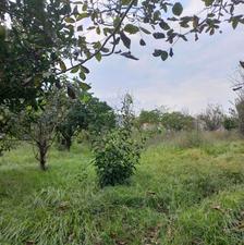 زمین باغی 285 متر