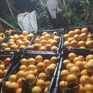 پرتقال محلی ..