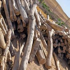 خرید چوب درخت سقفی