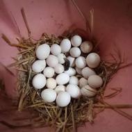 تخم گلین .......