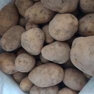 سیب زمینی تازه