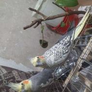 یک جفت عروس هلندی بالغ