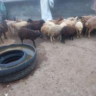 فروش گوسفند زنده