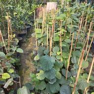 نهال کیوی هایوارد دوساله