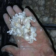 سیرتازه بذری