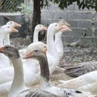 خریدار قوغاز و اردک و غاز و خروس