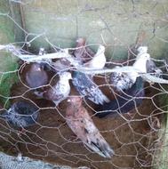 کبوترپرشی جفتی