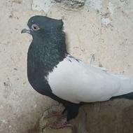 سینه سیاه ماده