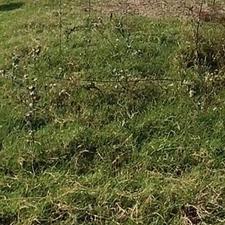 زمین155متری بهترین کوچه امیر سه