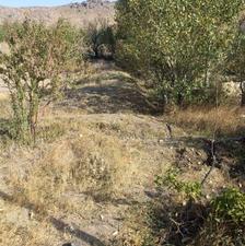 باغ میوه وانگور