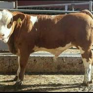 گوساله های سیمینتال و هلیشتاین