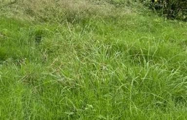 فروش ویلا 900 متر در جاده کیاکلا