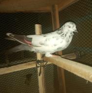 کفتر پرشی به شرط