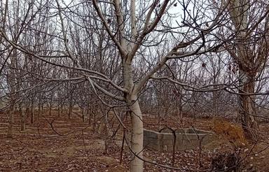 باغ گردو حاصل خیز با درختان 15ساله