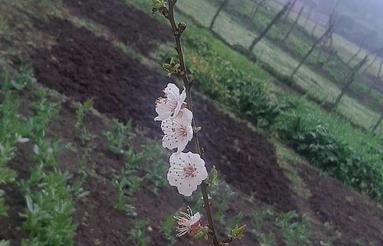 فروش فوری زمین کشاورزی 105 متر