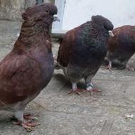 دو جفت قرمز پرشی