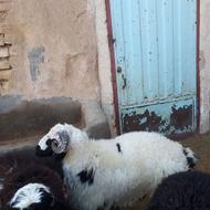 بز پاکستانی بره قوچ