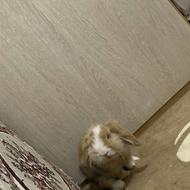 ی دونه لوپ باحالی