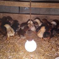 جوجه محلی 5روزه