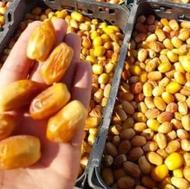 خرما قصب زاهدی لار