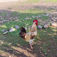 خروس و مرغ جوان و خروس جوان