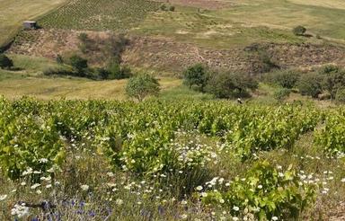 باغ انگور در 5کیلومتری بجنورد