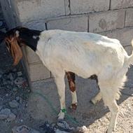 سیستان بلوچستان چابهار کمب للو کوچه مسجد محمد رسول الله